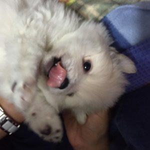 Pomeranian