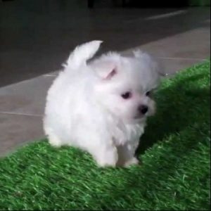 Clarise