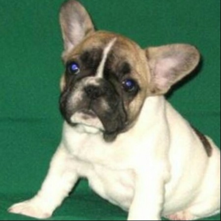 Cachorros Bulldog Francés