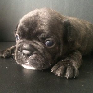 Astro