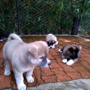Atka